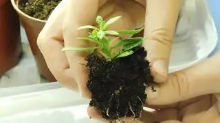КАЛИБРАХОА ! РАЗМНОЖЕНИЕ ЧЕРЕНКАМИ ! ОЧЕНЬ ПРОСТО !