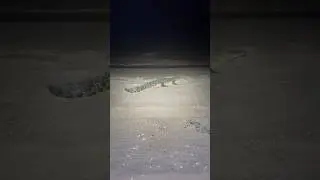 Small saltwater crocodile on the beach- not shy at all. #conservation #crocodile