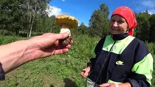 ОГРОМНЫЕ ПОЛЯНЫ ГРИБОВ В НАЧАЛЕ АВГУСТА. СБОР БЕЛЫХ ГРИБОВ