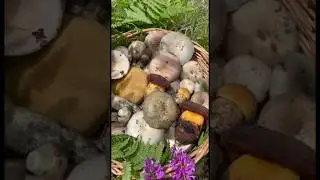 Грибное лукошко 17 мая 2024 #mushroom #природа #лето #nature #fungi