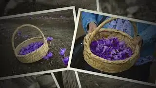 Fotoğraf Sunumu : Sevgi KÖYLÜ HALİLOĞLU - Safran