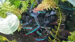 Cardinal Tetra