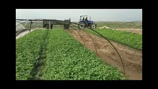 New method of planting and transporting do-it-yourself pepper seedlings
