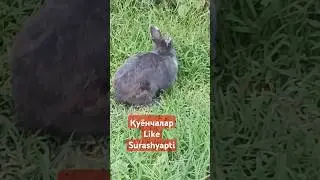 quyonchalar  қуёгчалар кролики