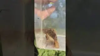 The Mottled Sculpin is A Fish So Ugly,That It Is Sort of Cute. #fishkeeping #nativefish #sculpin