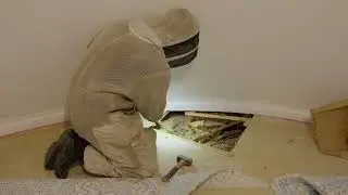 Bee removal from a floor