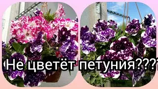 Не цветёт петуния??? Держи рецепт цветения😍🌺