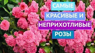 ПОЧВОПОКРОВНЫЕ РОЗЫ: ПРЕКРАСНЫЕ И НЕПРИХОТЛИВЫЕ!!!