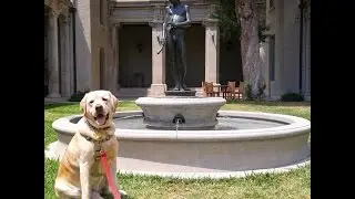 Hose Obsessed Labrador Retriever Lawn Watering