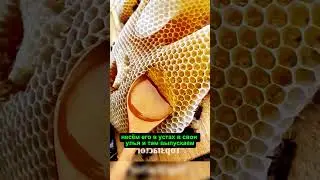 The Prophet (peace and blessings of Allaah be upon him) asked the bees