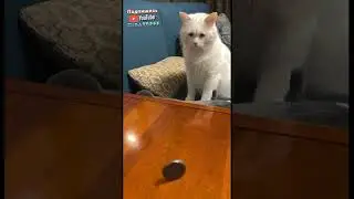 Жребий на паштетик для котика😂 | мемы | приколы от Зубарев 