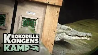 Krokodillekongens kamp (3:7) Vokseværk