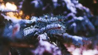 T.A.P.S. - Favole (Official Video)
