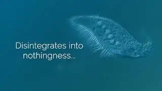 Single-Celled Organism Dies 2.0