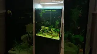 Стильный черный аквариум