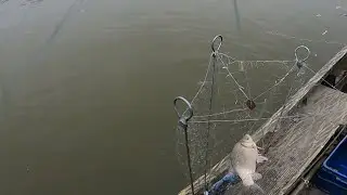 рыбалка на хапуги бешеный клёв