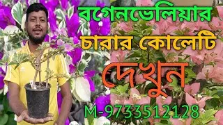What kind of bougainvillea seedlings can you get from me this time? Check out today's video. Boug...