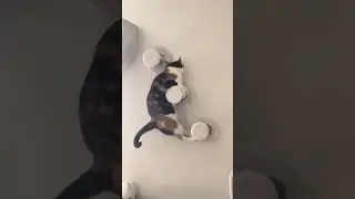 Funny cat's #cat #cuteecats #funny #funnyanimal