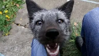 Rare Black Fox is Russian Owners Pet