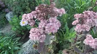 Какой была моя крохотная альпийская горка этим летом