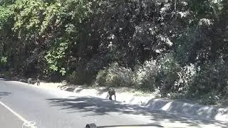 baboon field trip in town