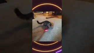The Circle of Life #YouTubeShorts #Kitty #Cats #Pets