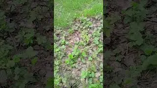 Земляничная полянка! 😍 Пара полезных слов о мелкоплодной землянике