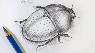 Get Ready for AMAZING Beetle Drawings with This Easy Tutorial