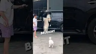 How many dogs are there in the car? 🤔🤣 