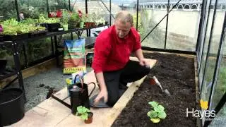 How To Plant Cucumbers In A Greenhouse | Hayes Garden World