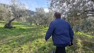 olive grove tassos smirlis 20211209 095726