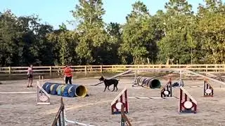 Doberman Agility FAIL #lecanto #soniccanines #fail