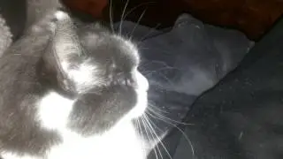 Silly catface