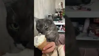 Рюк постоянно все выпрашивает 😁#котики #смешныекоты