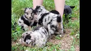 #myyearonyoutube animals | pastore del lagorai | dogs funny videos | cute dogs