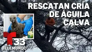 Así rescatan a cría de águila calva que cae del nido en Sacramento