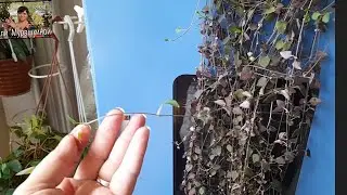 Влияние освещеня на растения ( церопегия ).