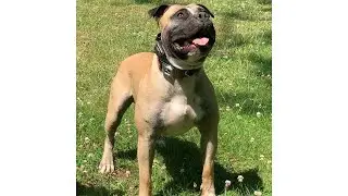 Famous American Bulldog Blaze Jones sends a summertime message about having FUN!