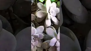 #viralshorts #shortvideo