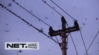 Burung Asal Jepang Ini Bermigrasi Hingga ke Kota Solo - NET JATENG