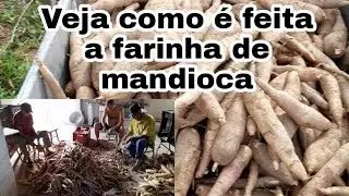 Arrancando mandioca para fazer farinha.