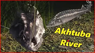 Akhtuba River Sturgeon | Russian Fishing 4 rf4 spot