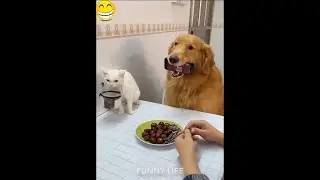 Китайский юмор.