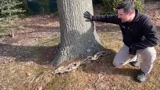 Why a Winter Tree Inspection is So Important