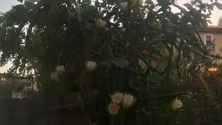 Dragon Fruit Climbs on a Guava Tree (Flowers are blooming)