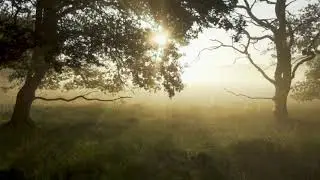 Forest the slow motion