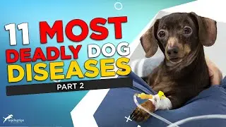 Part 2: 11 Most Deadly Dog Diseases