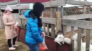 Козочки