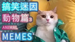 搞笑動物迷因合輯 | Funny  Animal Memes #1003  | 貓搞笑 | 狗搞笑 | 動物搞笑