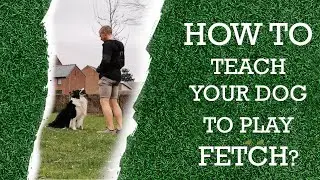 How to teach your dog to play fetch